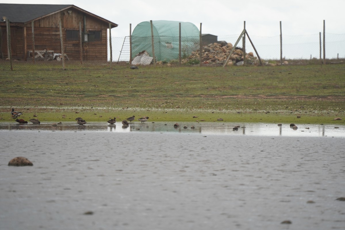 Yellow-billed Teal (oxyptera) - ML643019374