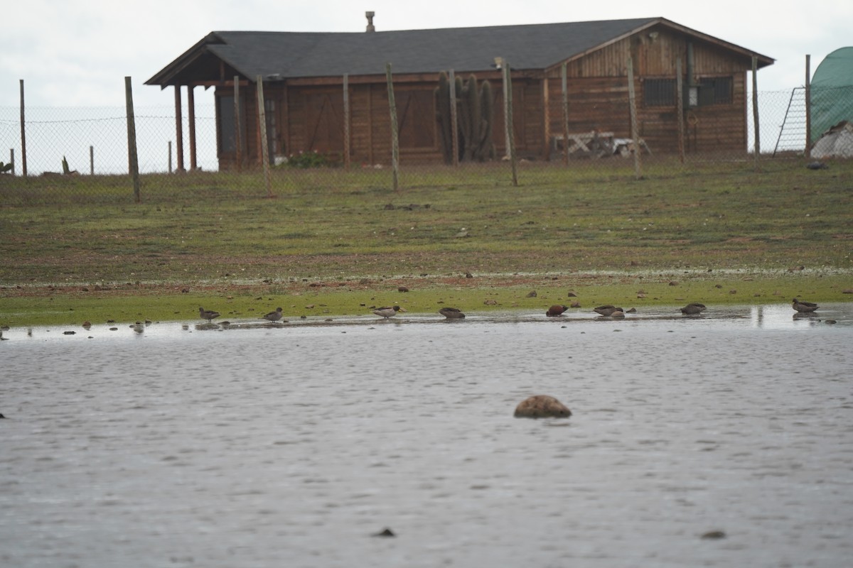 Yellow-billed Teal (oxyptera) - ML643019375
