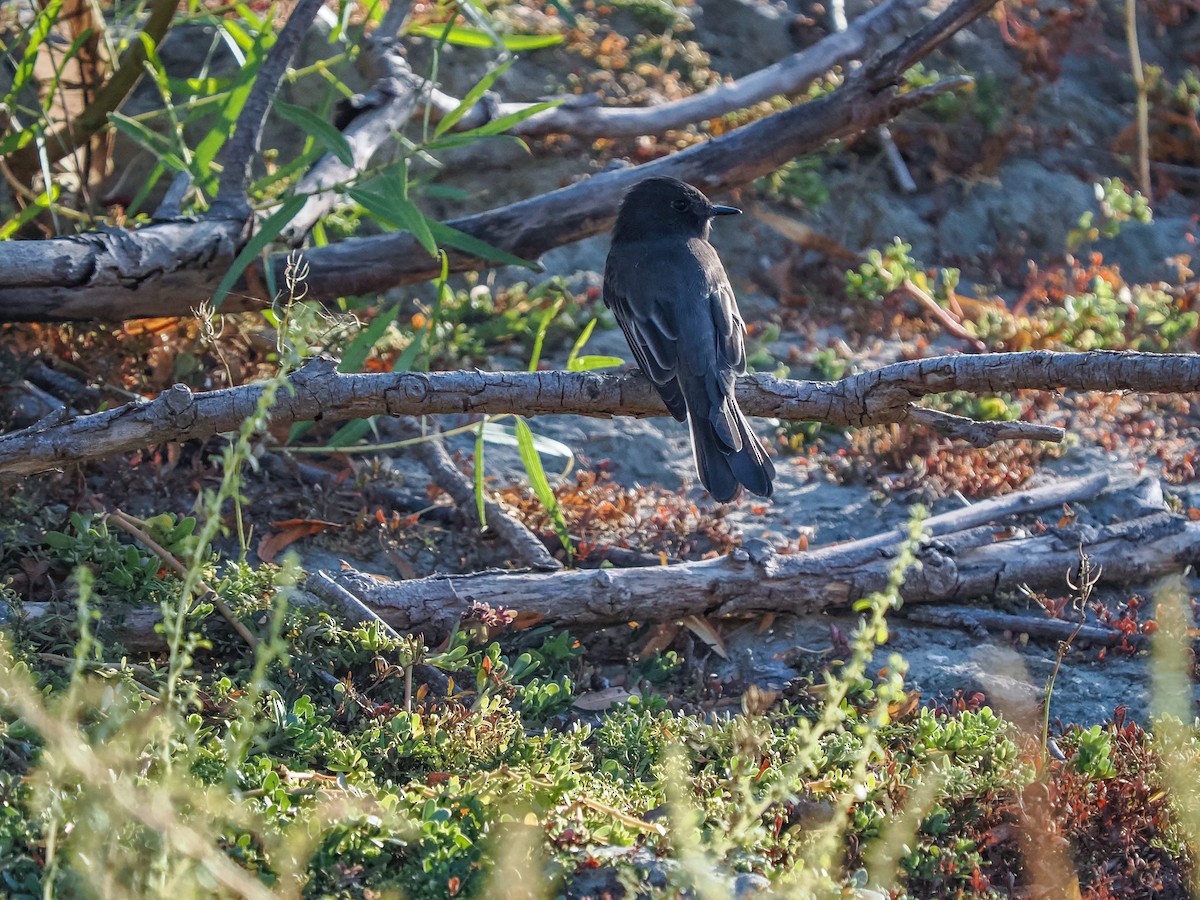 Black Phoebe - ML643019381