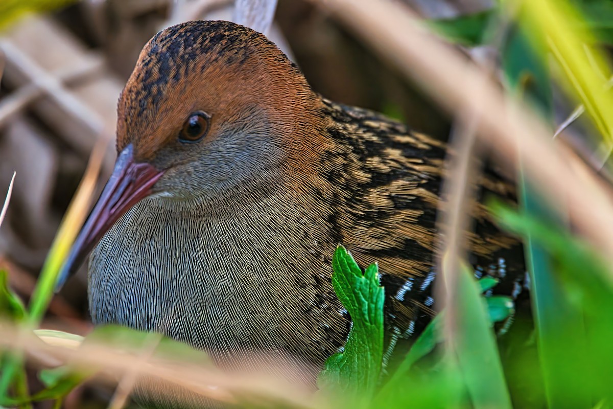 Lewin's Rail - ML643019387