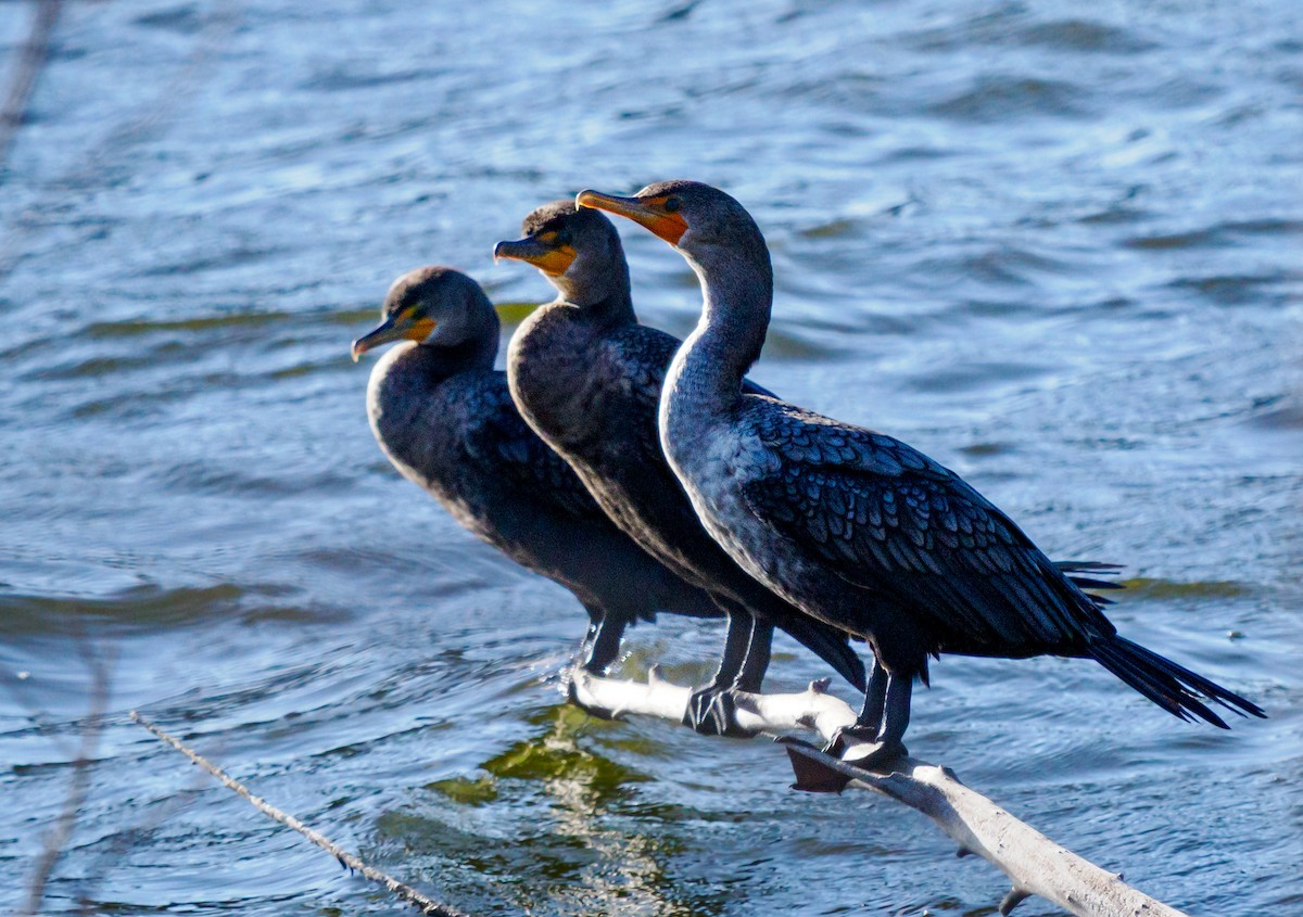 Double-crested Cormorant - ML643019388