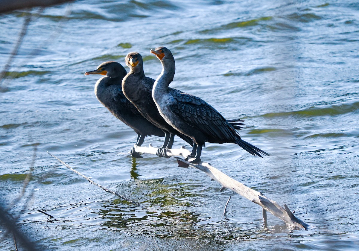 Double-crested Cormorant - ML643019389