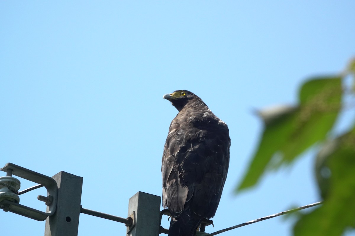 Crested Serpent-Eagle - ML643019397