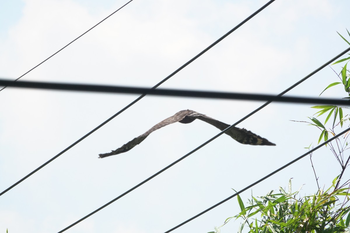Crested Serpent-Eagle - ML643019398