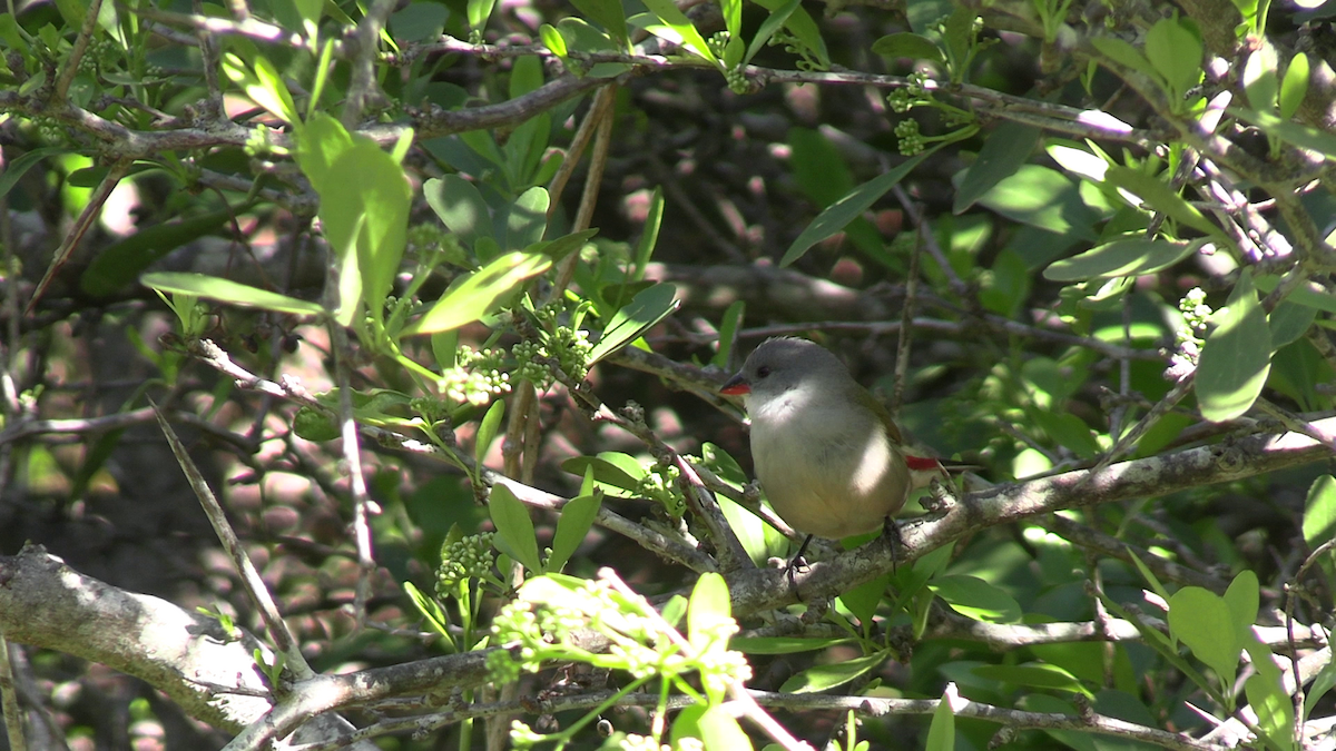 Swee Waxbill - ML643019403