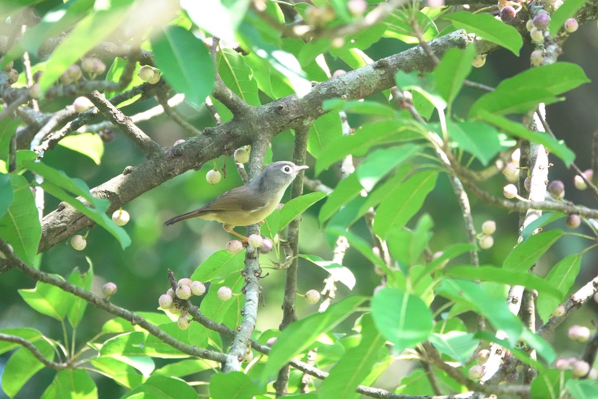 Morrison's Fulvetta - ML643019407