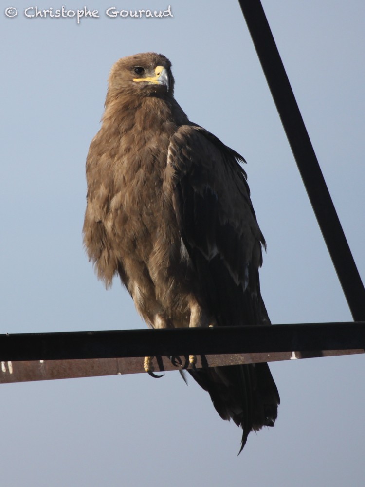 Steppe Eagle - Christophe Gouraud