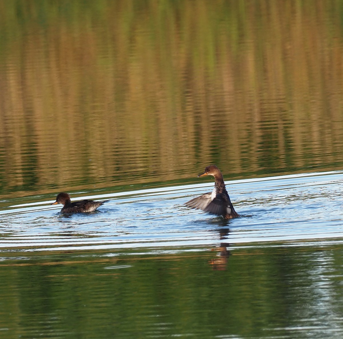 Hooded Merganser - ML643019414