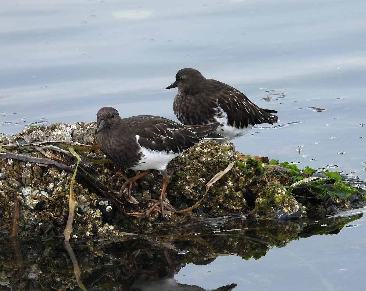 Black Turnstone - ML643019430