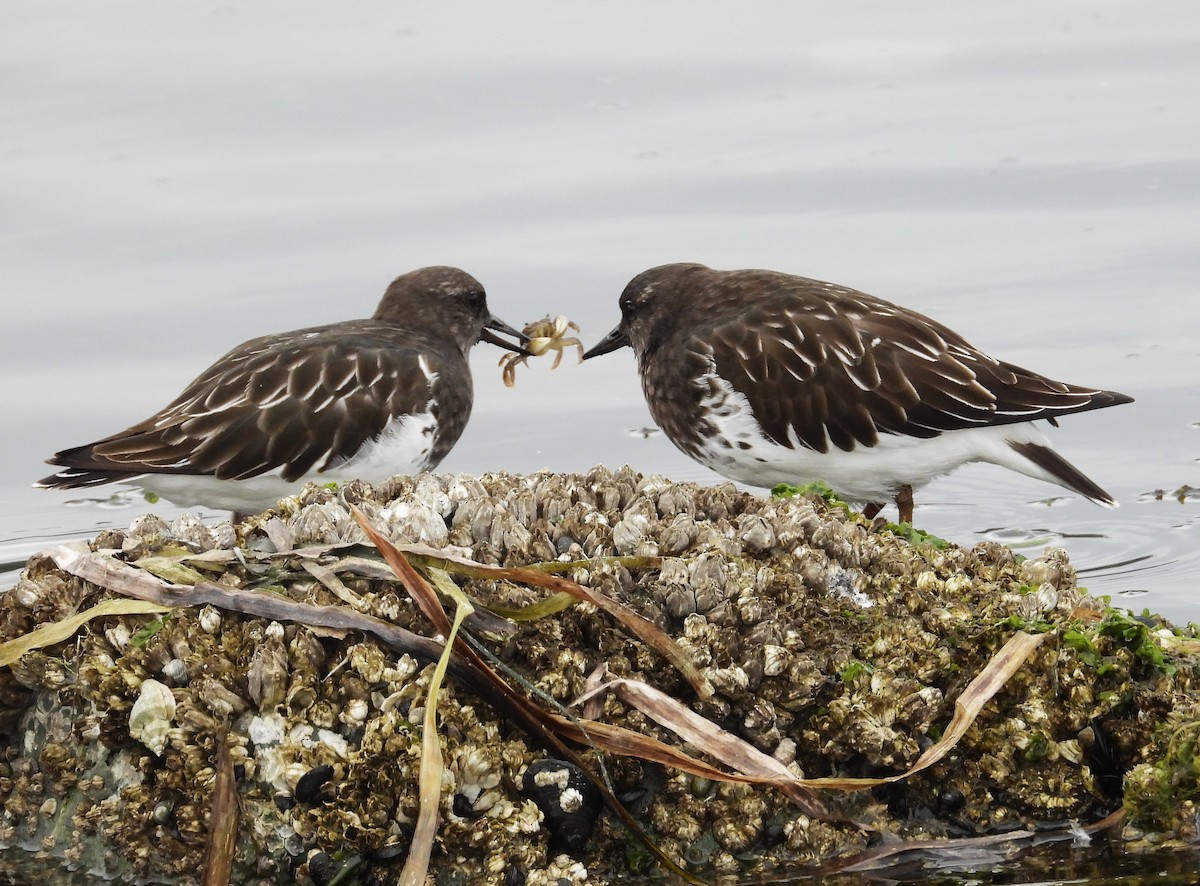 Black Turnstone - ML643019432