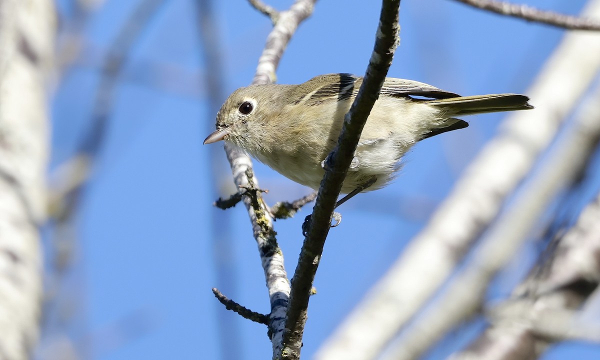 Hutton's Vireo - ML643019435