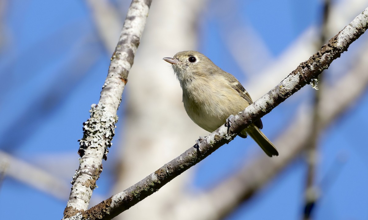 Hutton's Vireo - ML643019436