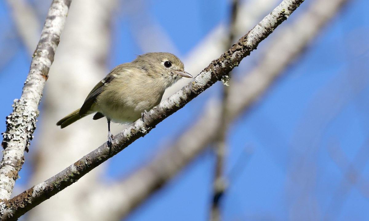 Hutton's Vireo - ML643019437