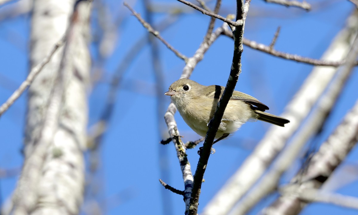 Hutton's Vireo - ML643019438