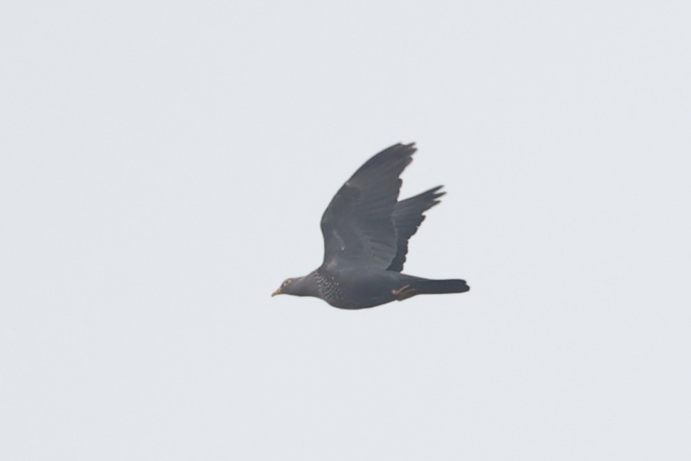 Rameron Pigeon - ML643019439