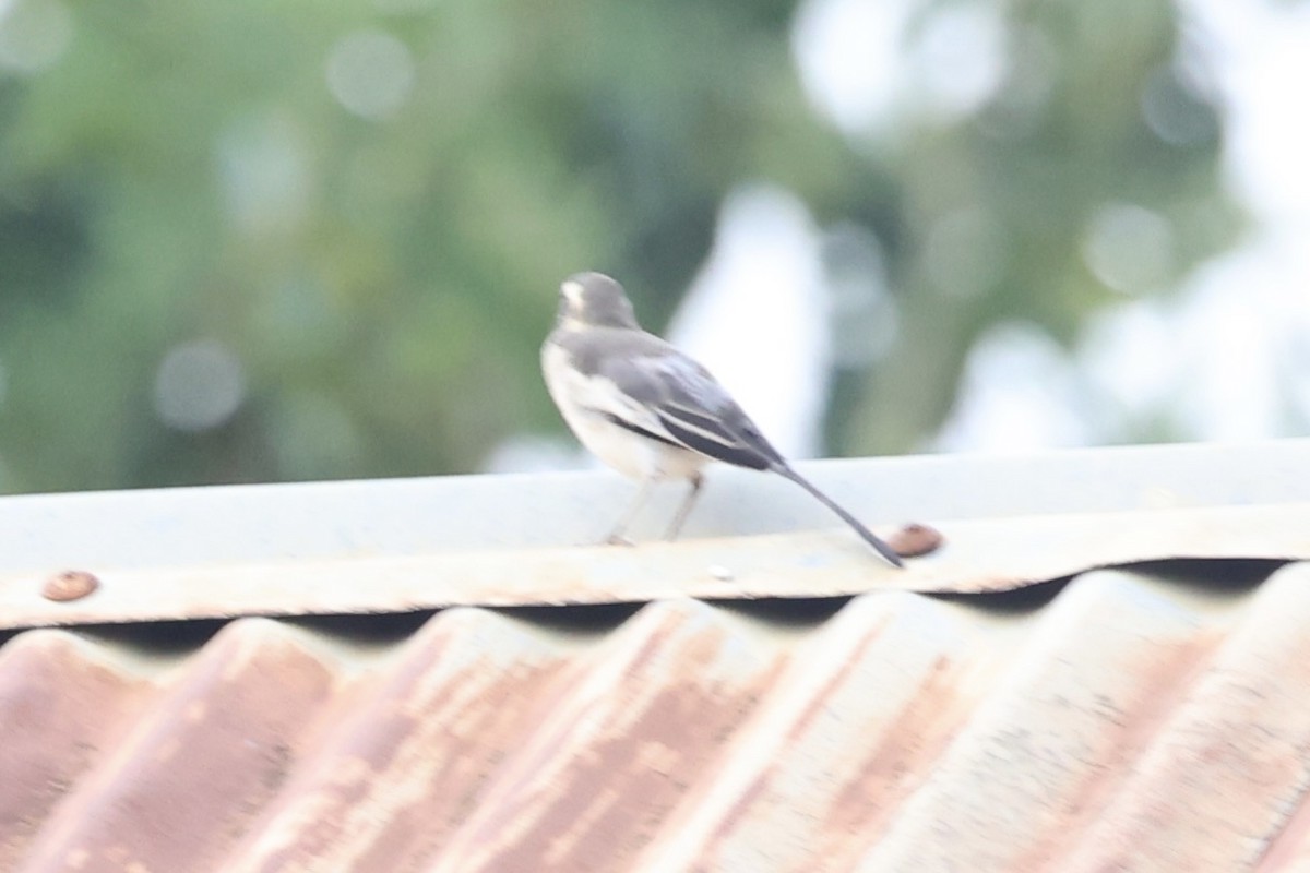 African Pied Wagtail - ML643019441