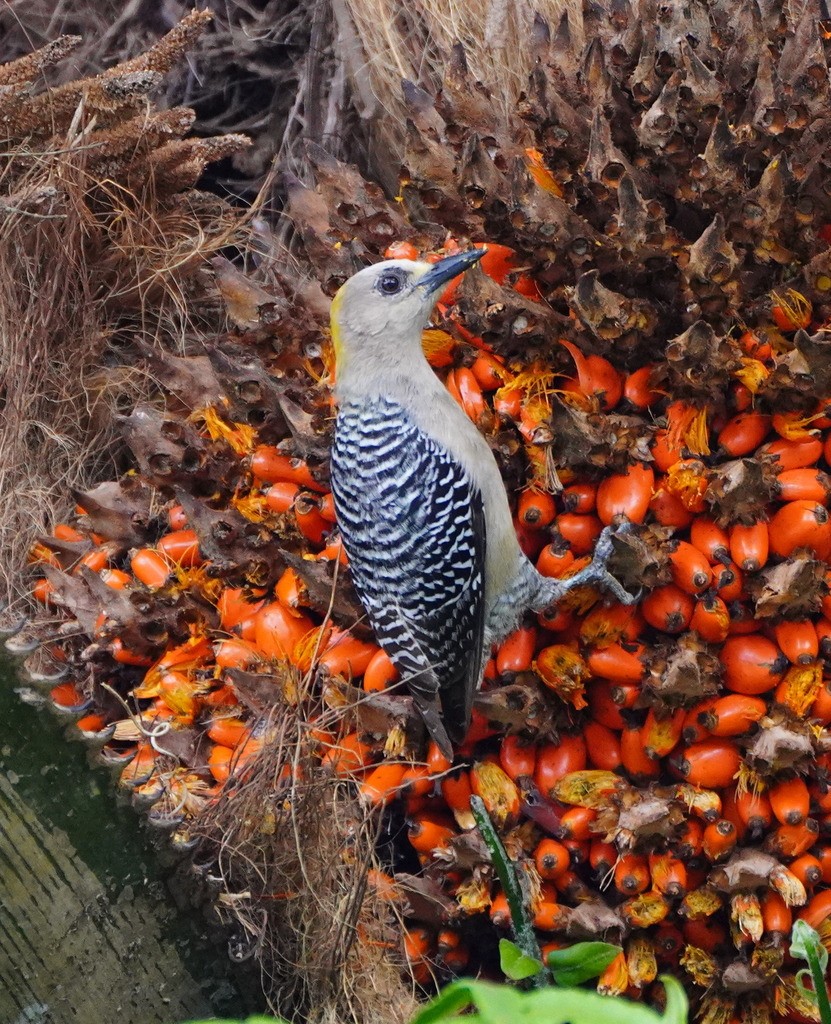 Hoffmann's Woodpecker - ML643019444
