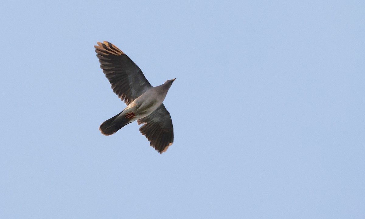 Band-tailed Pigeon - ML643019445