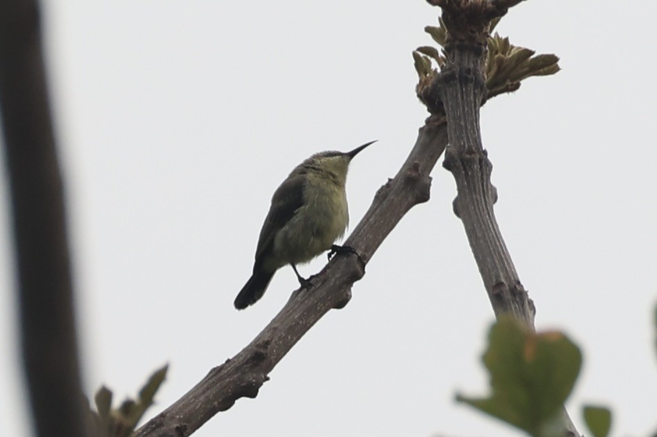 Copper Sunbird - ML643019449