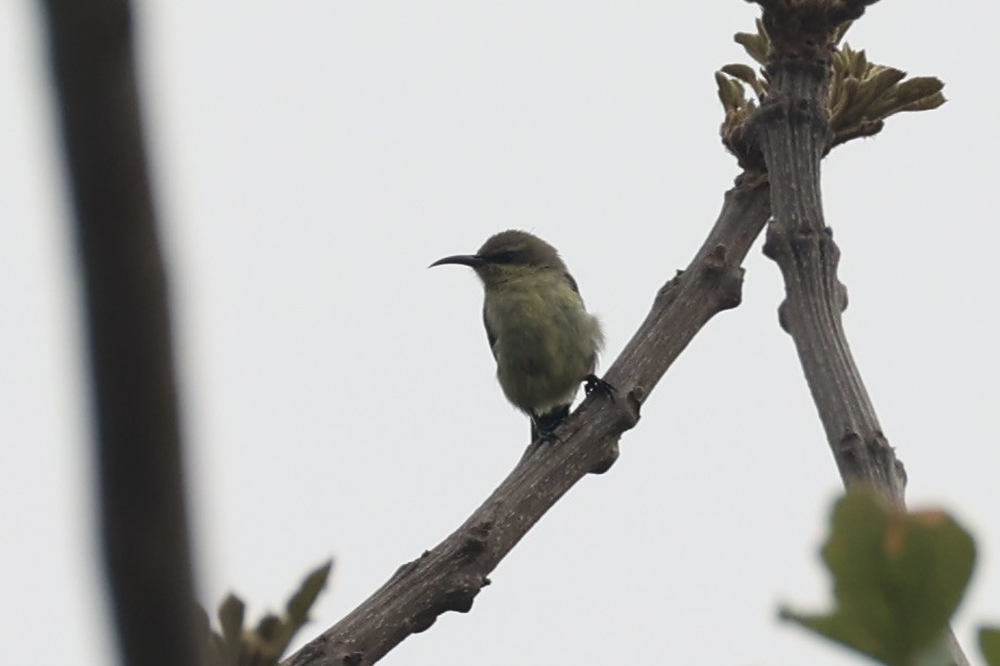 Copper Sunbird - ML643019450