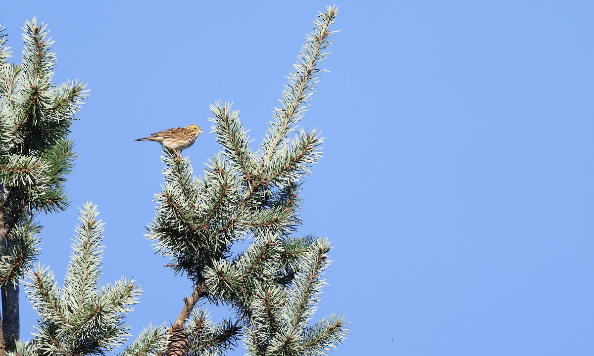 Savannah Sparrow - ML643019454