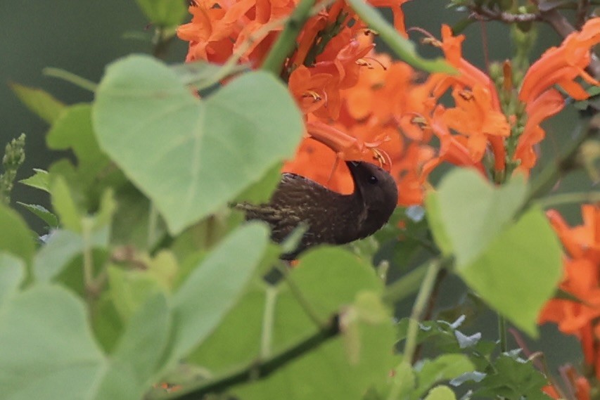 Scarlet-chested Sunbird - ML643019455