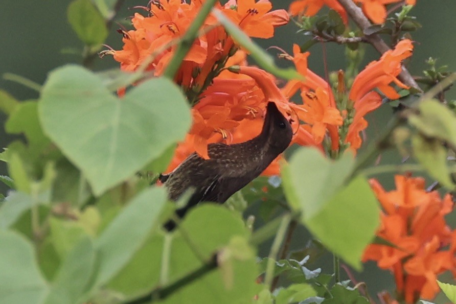 Scarlet-chested Sunbird - ML643019456