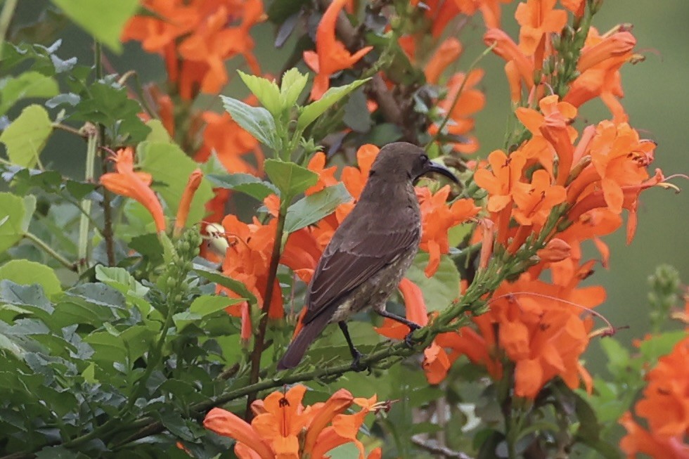 Scarlet-chested Sunbird - ML643019457