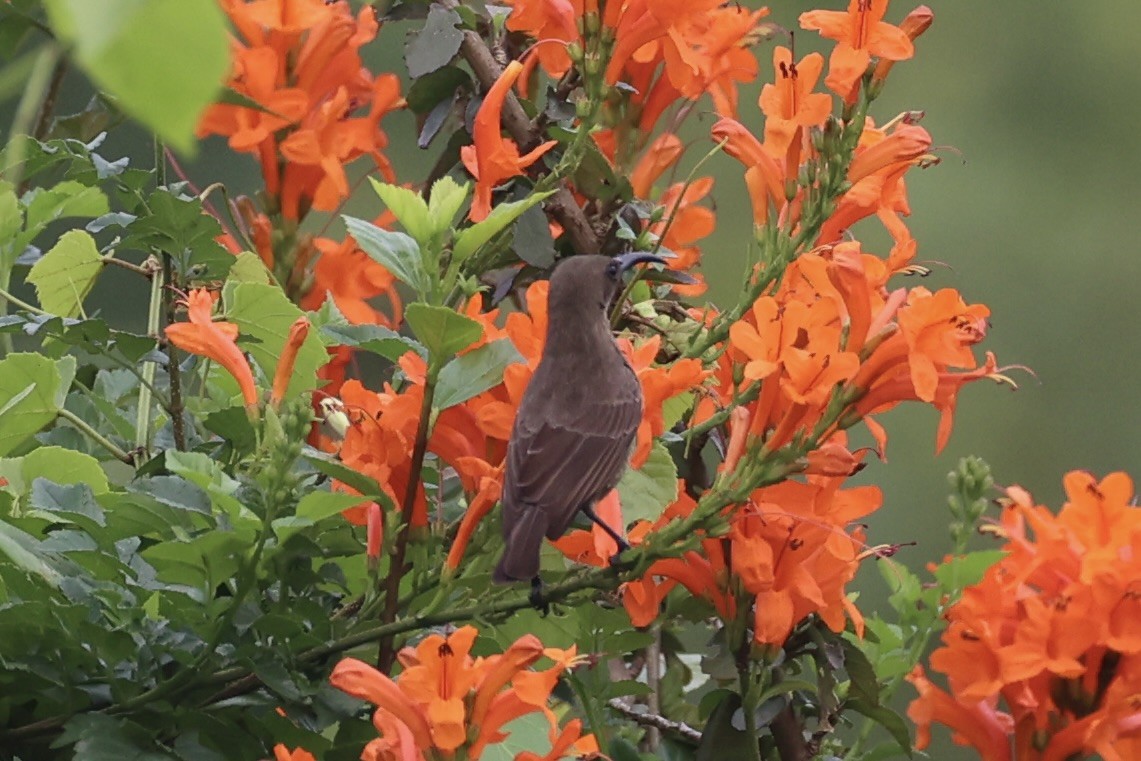 Scarlet-chested Sunbird - ML643019458