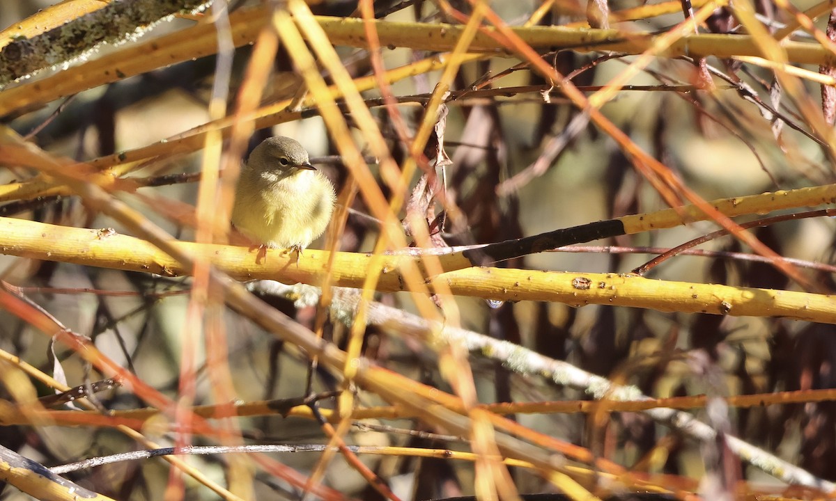 Orange-crowned Warbler - ML643019461
