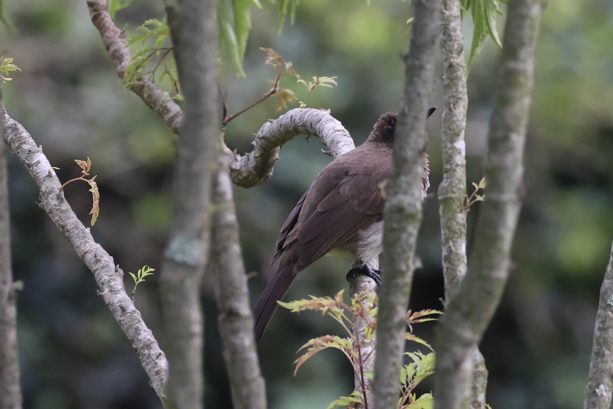 Common Bulbul - ML643019462