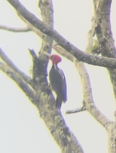 Pale-billed Woodpecker - ML643019464