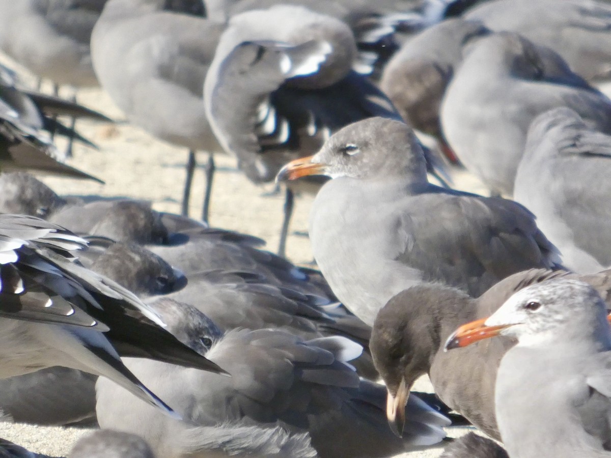 Heermann's Gull - ML643019467