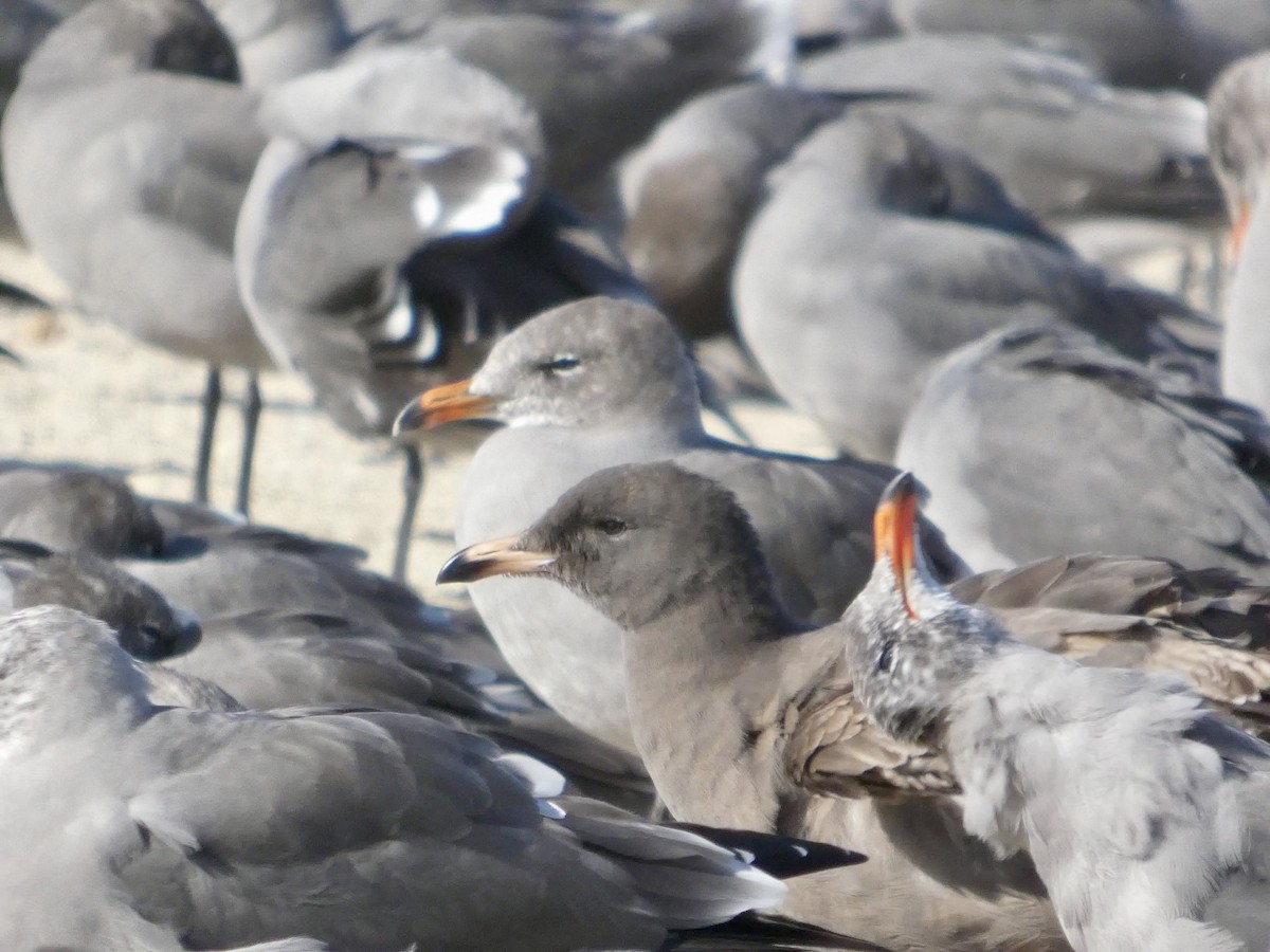 Heermann's Gull - ML643019468