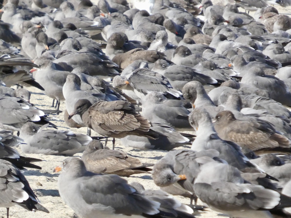 Heermann's Gull - ML643019469