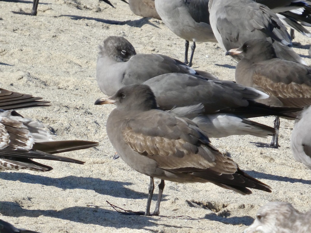 Heermann's Gull - ML643019470