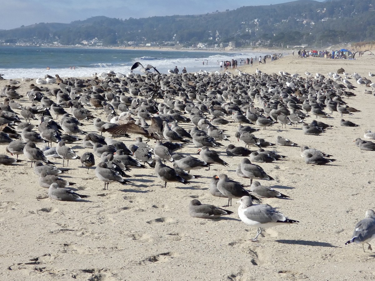 Heermann's Gull - ML643019471