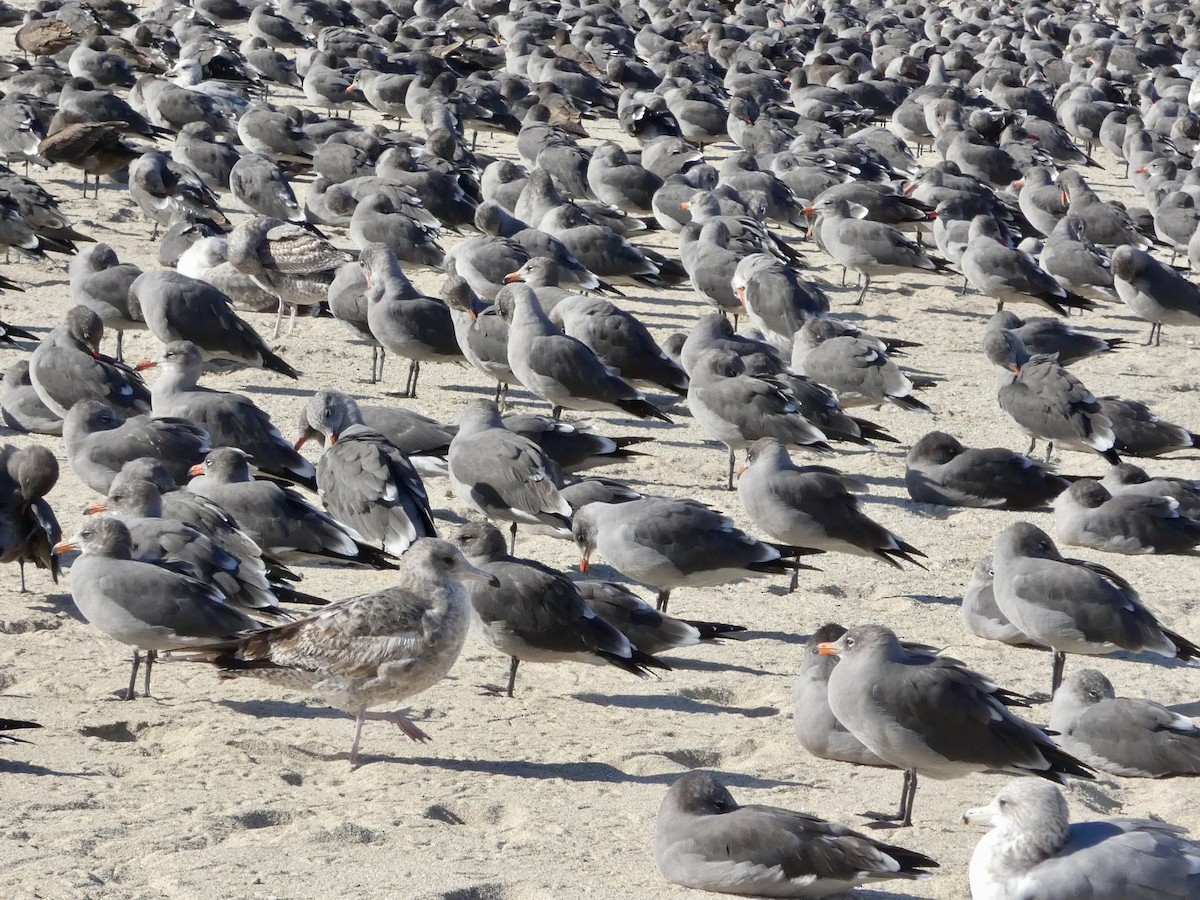 Heermann's Gull - ML643019472