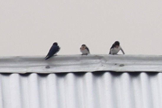 Angola Swallow - ML643019473