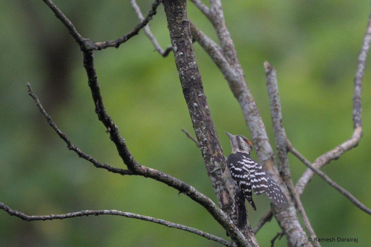 Gray-capped Pygmy Woodpecker - ML643019477