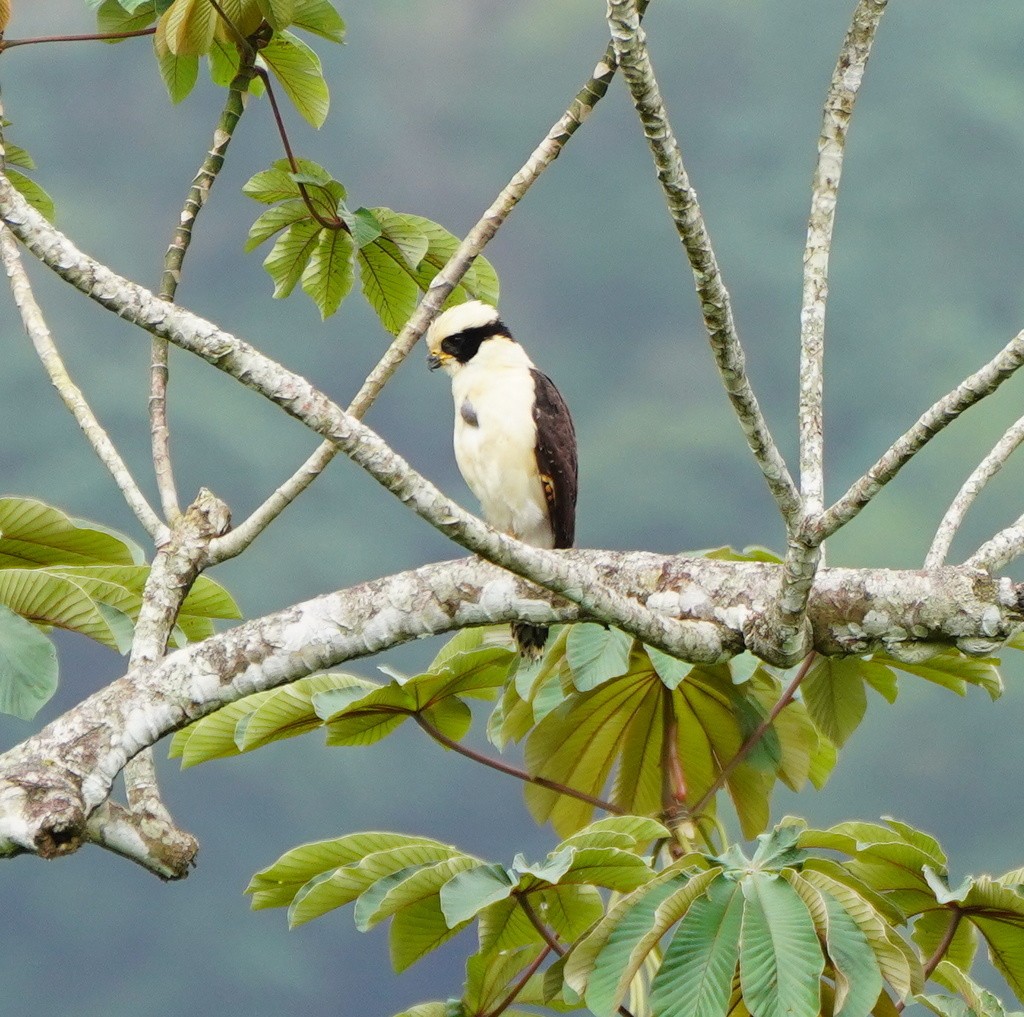 Laughing Falcon - ML643019479