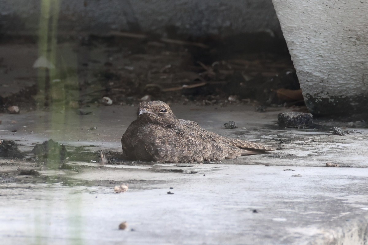 Savanna Nightjar - ML643019481