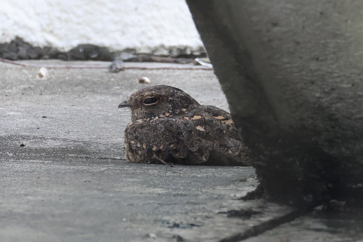 Savanna Nightjar - ML643019482