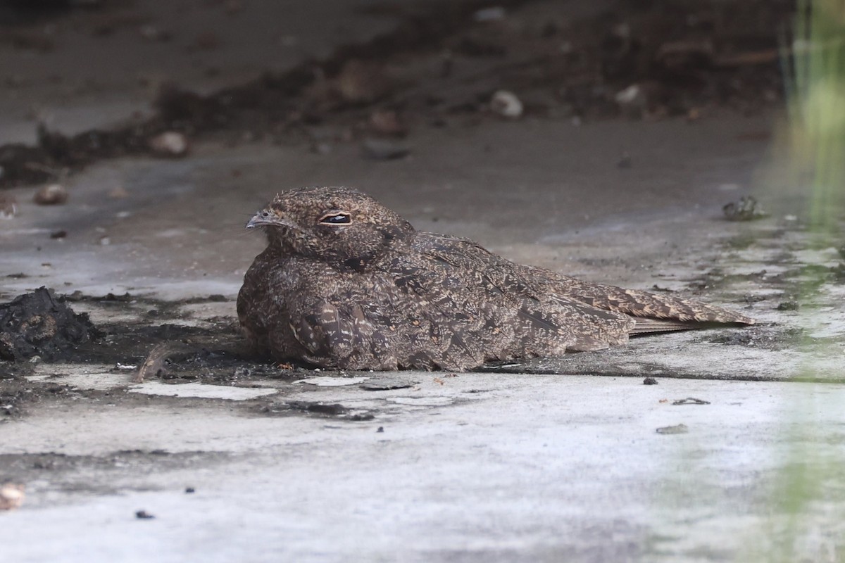 Savanna Nightjar - ML643019483