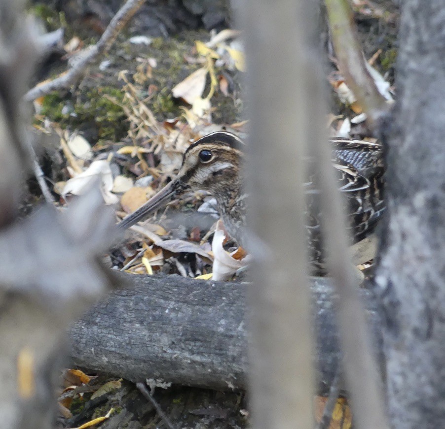Wilson's Snipe - ML643019485