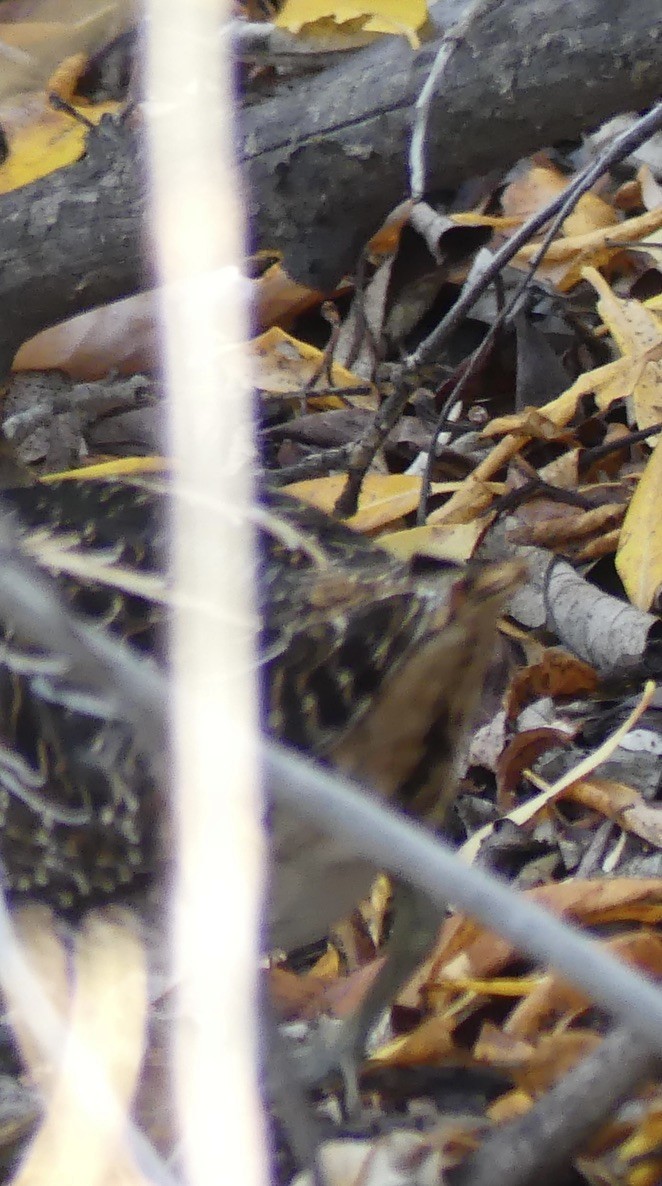 Wilson's Snipe - ML643019486