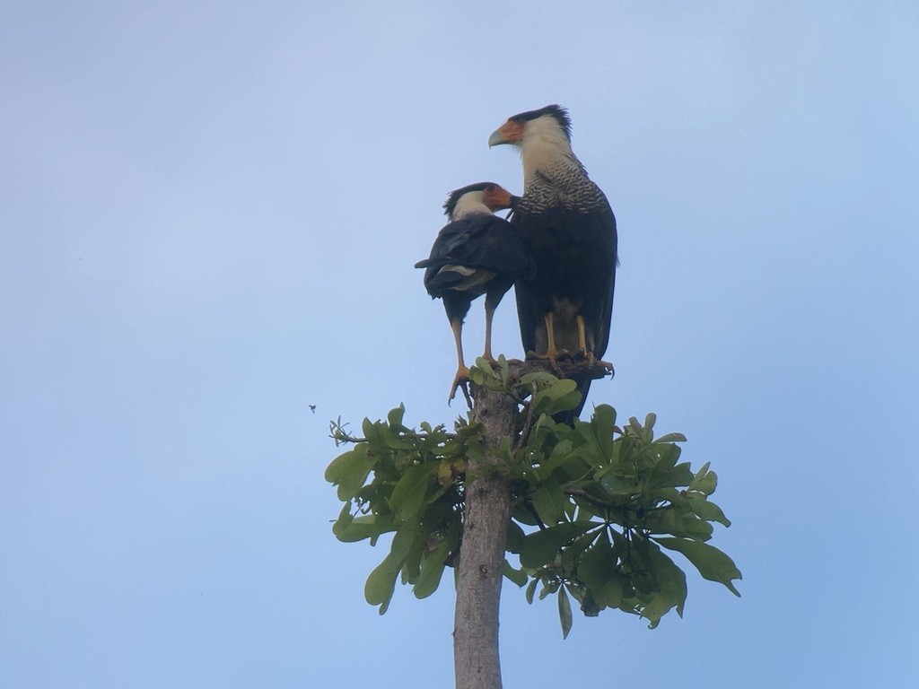 Crested Caracara - ML643019487