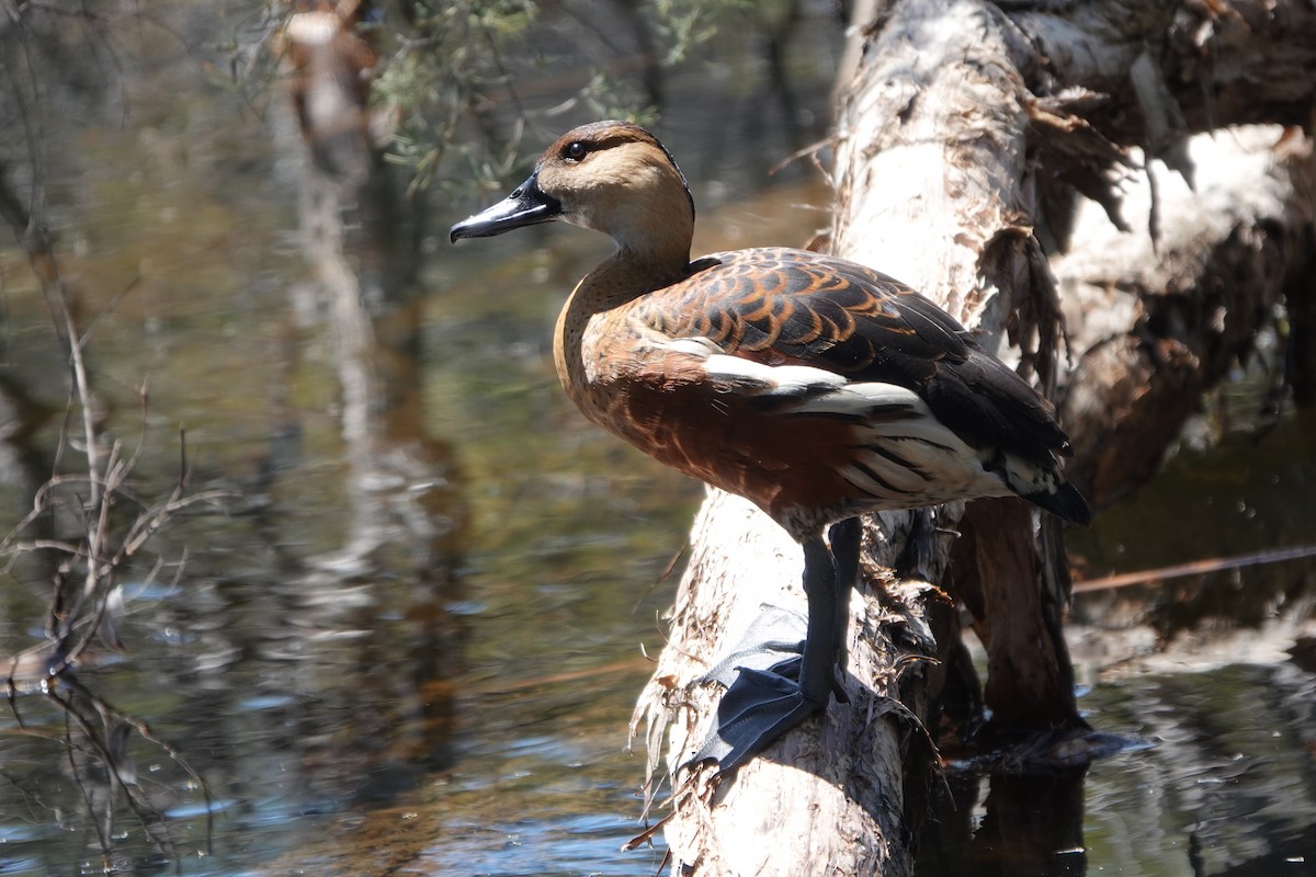 Wandering Whistling-Duck - ML643019488