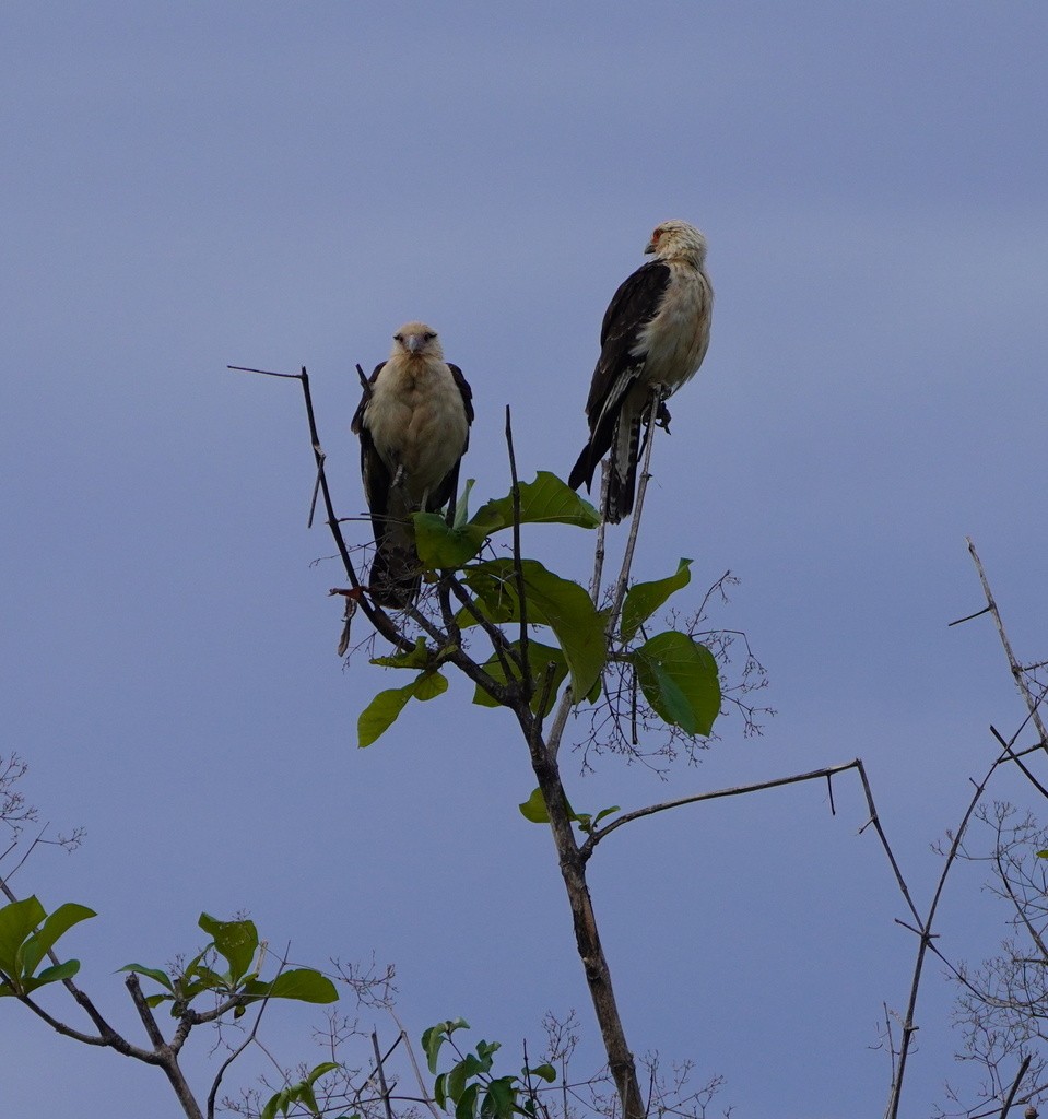 Yellow-headed Caracara - ML643019497