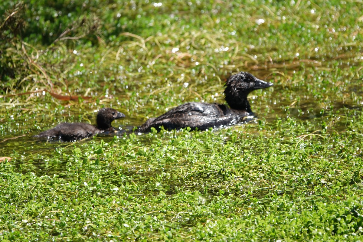 Musk Duck - ML643019499